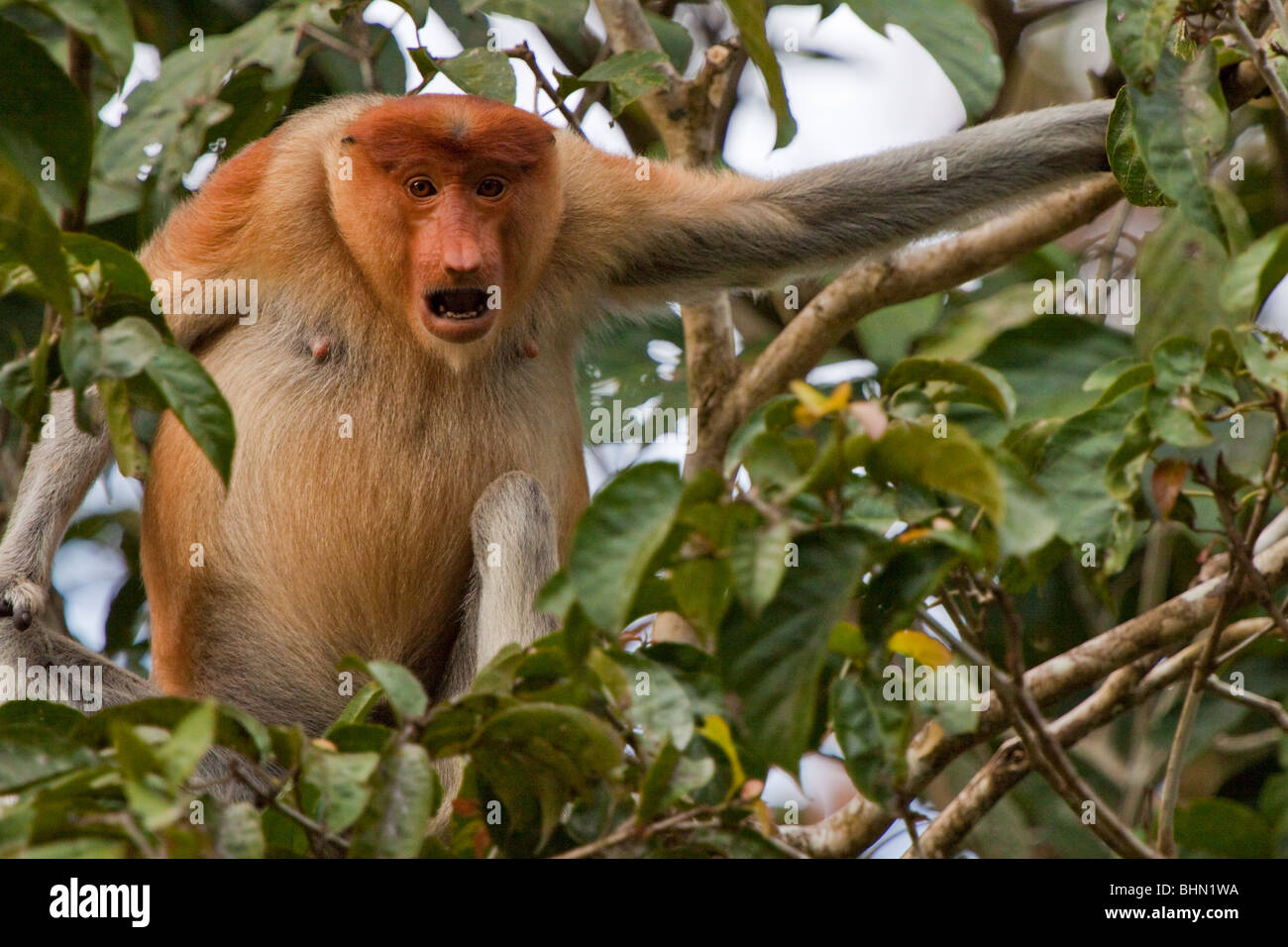 Bellowing Female Proboscis Monkey Stock Photo