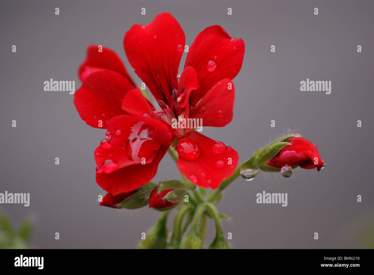 a geranium after the rain Stock Photo