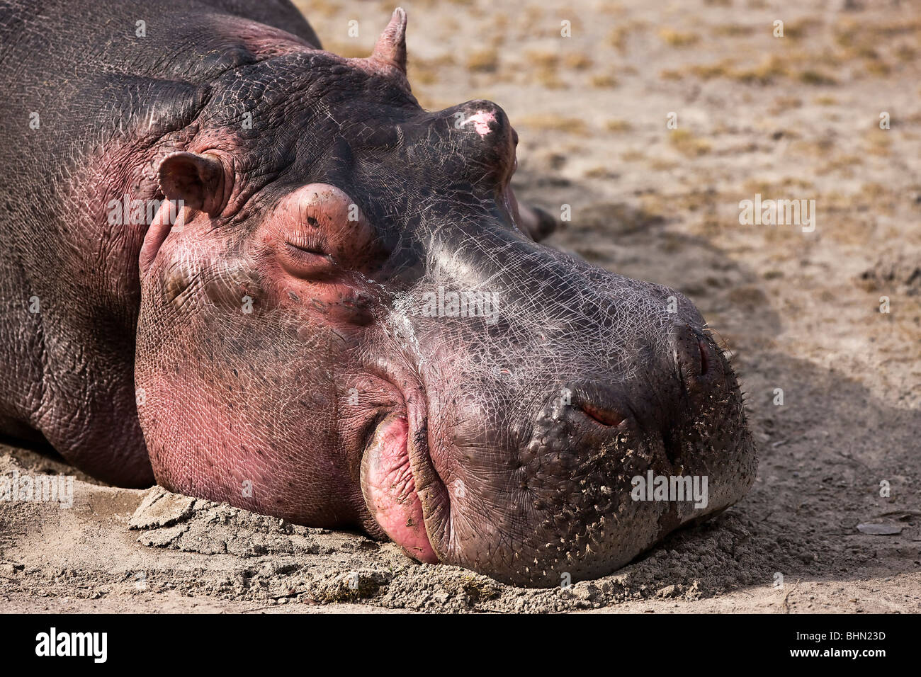Sleeping Hippopotamus - Close up Stock Photo