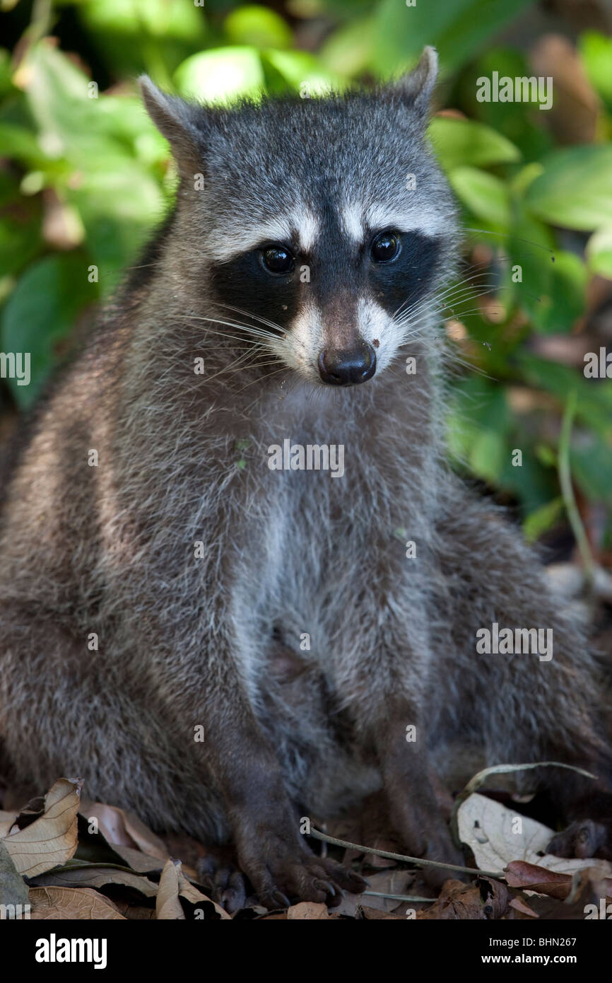 Crabeating Raccoon in Cahuita National Park, Costa Rica Stock Photo Alamy