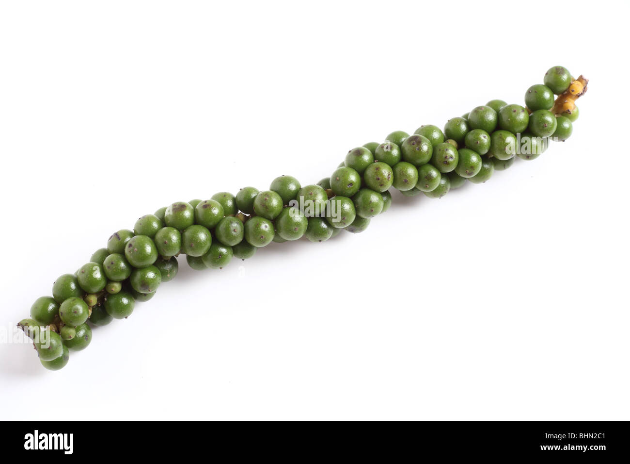 A drupe of green peppercorns from the vine, over white with a light shadow. Stock Photo