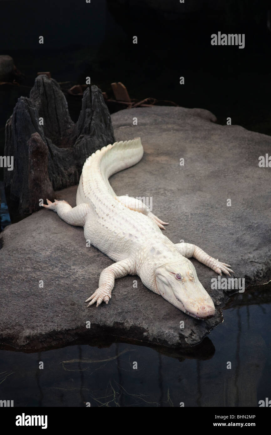'Claude,' the albino American alligator in the 'Swamp' exhibit at the California Academy of Sciences, San Francisco, Calif, USA Stock Photo