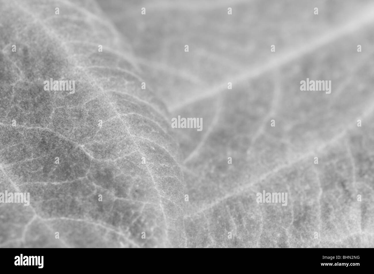 Abstract of leaves Stock Photo
