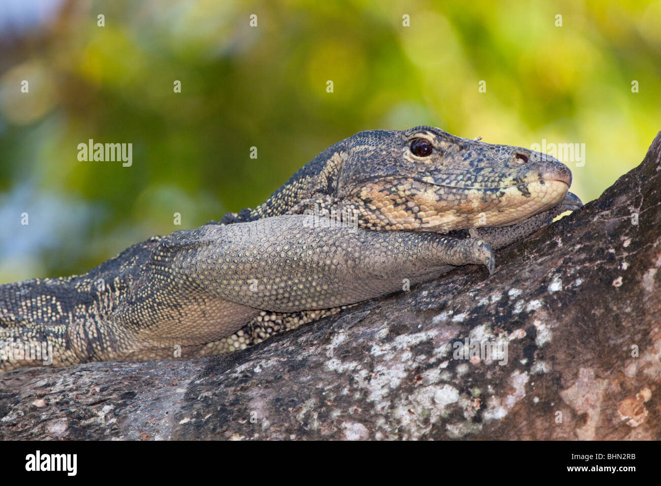 Water monitor lizard varanus salvator hires stock photography and