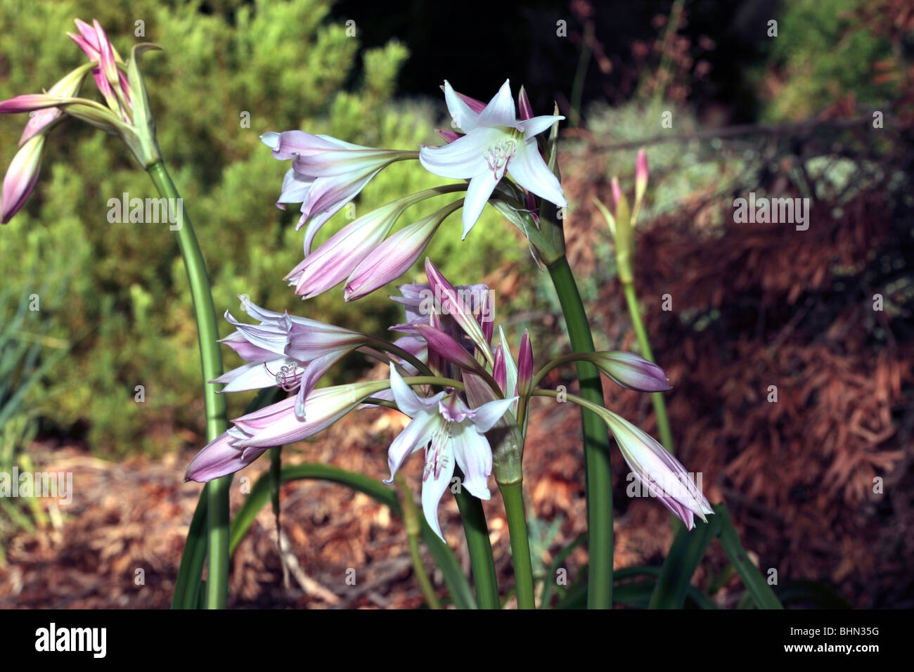 TÌNH YÊU CÂY CỎ ĐV 5 - Page 19 Aristea-platycaulis-showing-stamens-with-pollen-and-pistil-family-BHN35G