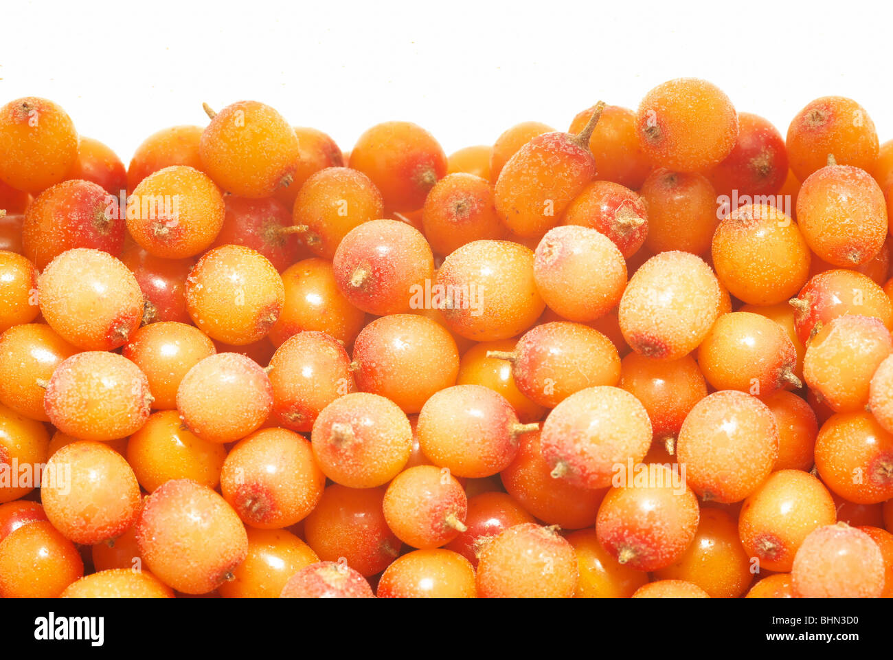 Background from frozen sea-buckthorn berries Stock Photo - Alamy