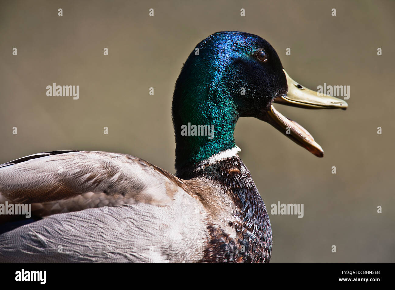 Duck Beak Below