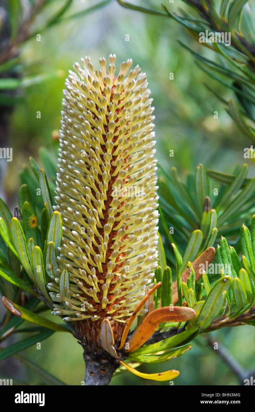 Banksia marginata, Hartz Mountains, Tasmania, Australia Stock Photo