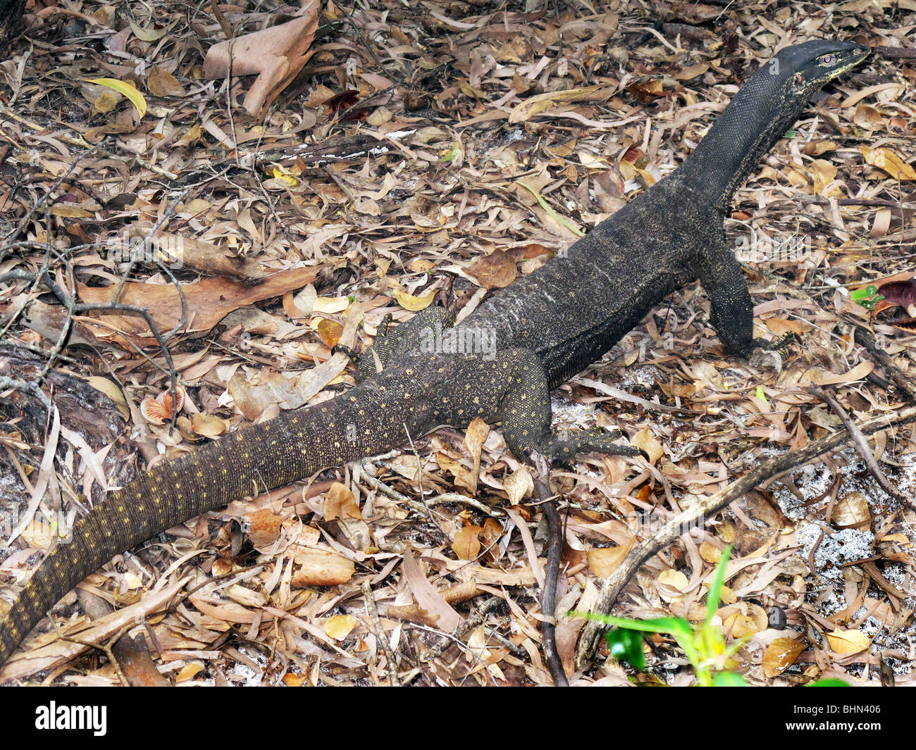 Australian lizards hires stock photography and images Alamy