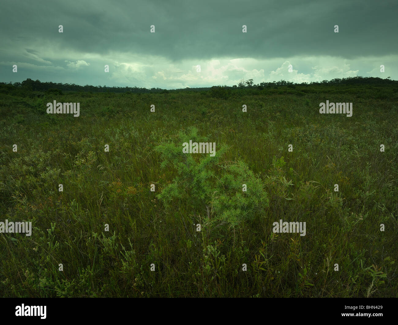 Upland swamp on Sandstone consists of heath plants.  Morton National Park NSW Australia Stock Photo