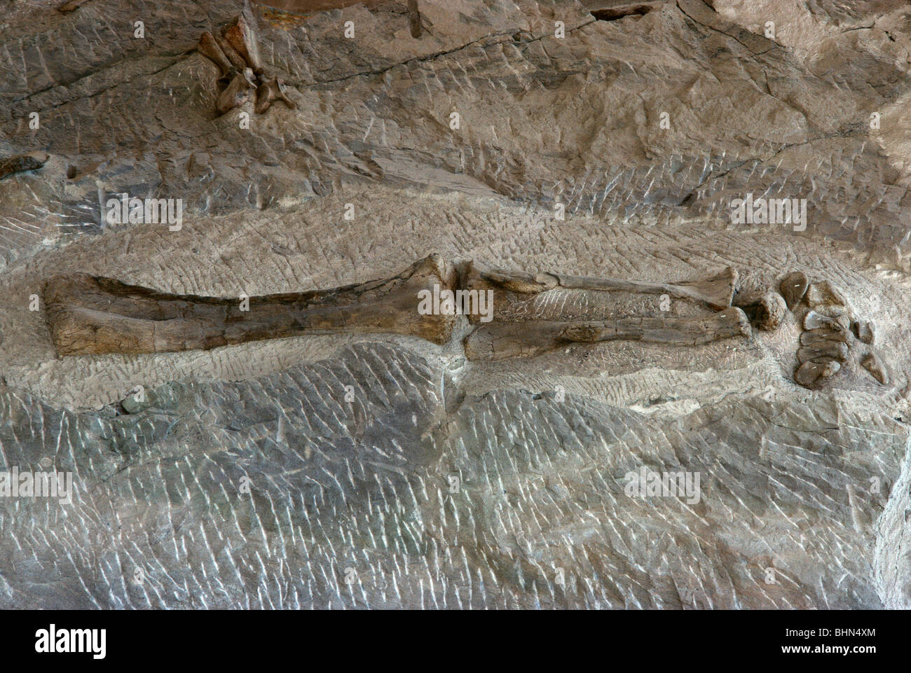 Complete sauropod leg Stock Photo