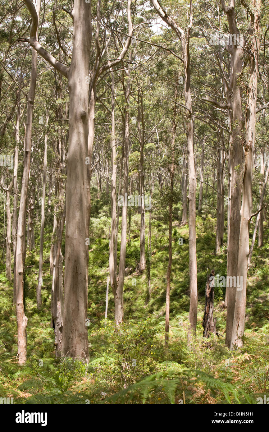 karri trees growing in western australia Stock Photo Alamy