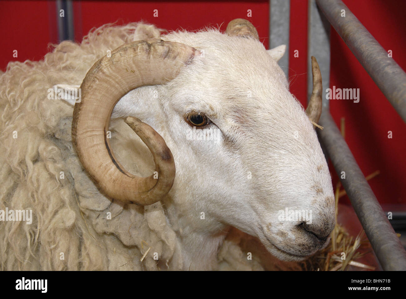 Close-up head shot of penned Dorset Horned Poll sheep at agricultural/countryside show Stock Photo
