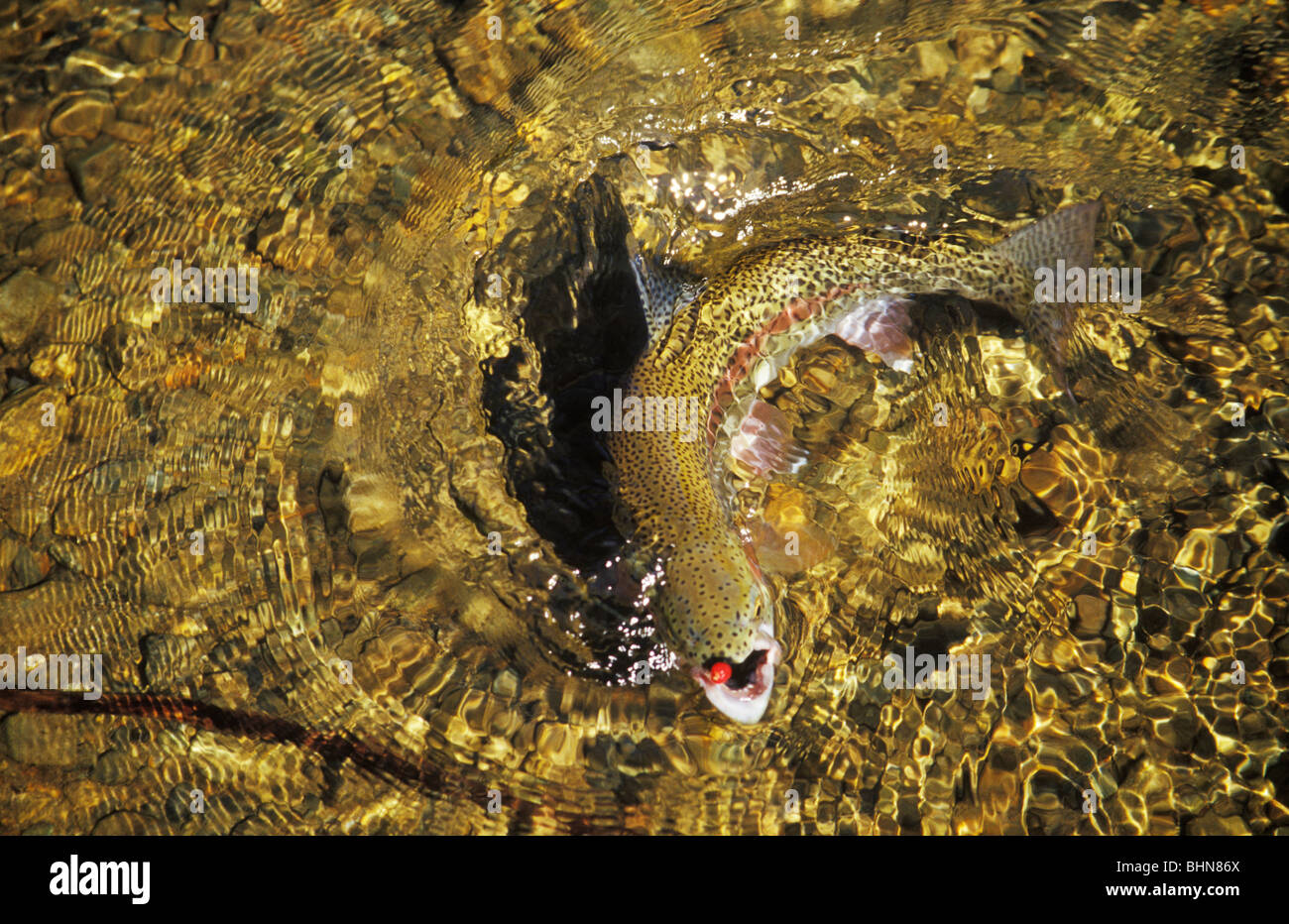 A fine rainbow trout is landed on The Talachulitna River in Alaska caught  on a fly imitating salmon eggs Stock Photo - Alamy