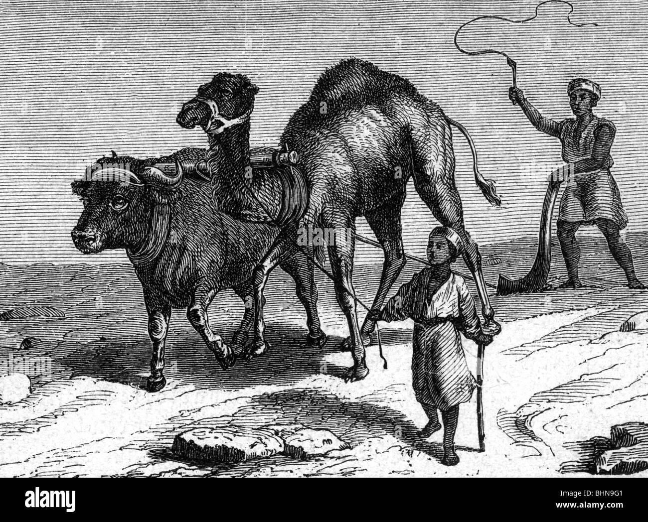 agriculture, farming, farmer with dromedary plow, wood engraving, Egypt, 19th century, historic, historical, working animal, working animals, plough, plow , ploughs, plows, yoke oxen to the plough, cultivation, farmer, exotic, North Africa, people, Stock Photo