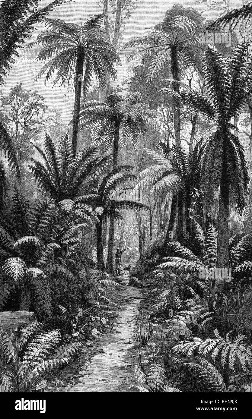 geography / travel, Australia, landscape, forest, fern forest, illustration after photography, 19th century, historic, historical, hunter, huntress, hunters, huntresses, dog, fern, ferns, wood, trees, thicket, thickets, forest track, path, Stock Photo