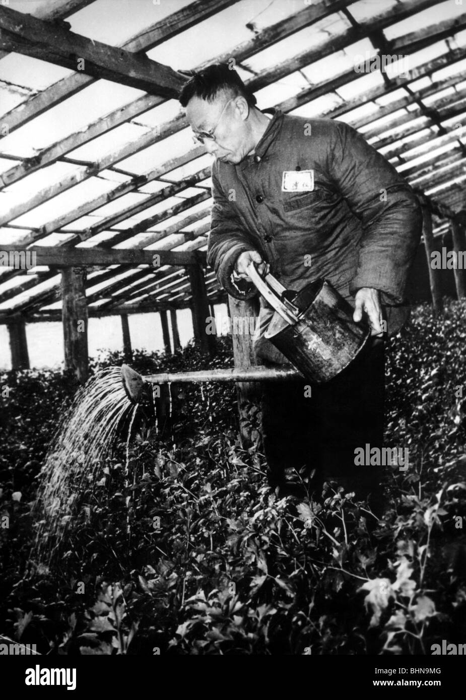 Puyi Gardener