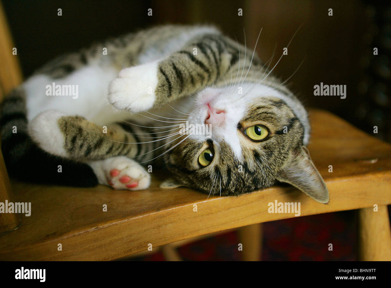 Domestic cat lying on a chair Stock Photo - Alamy