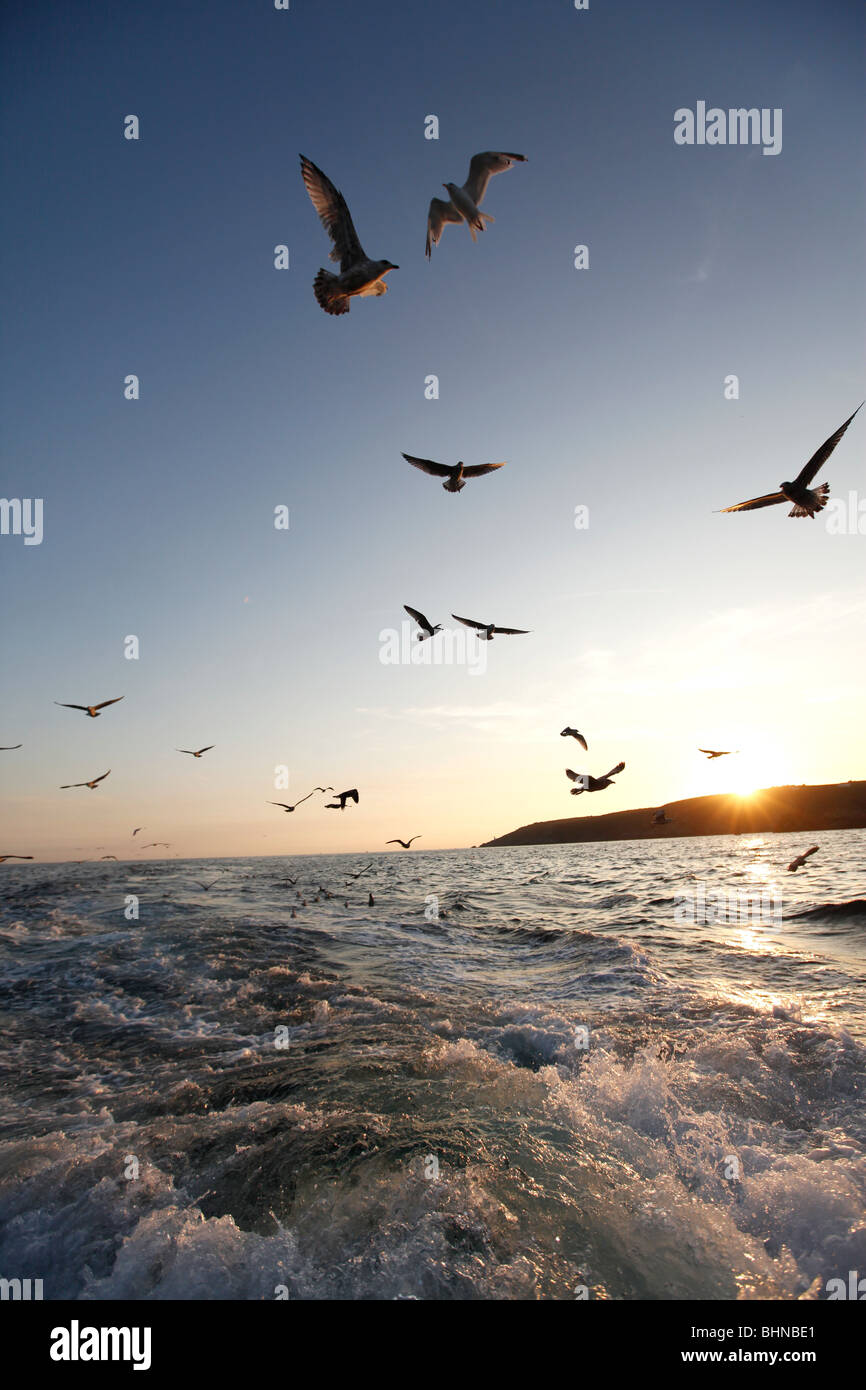 Gulls following fishing boat hires stock photography and images Alamy