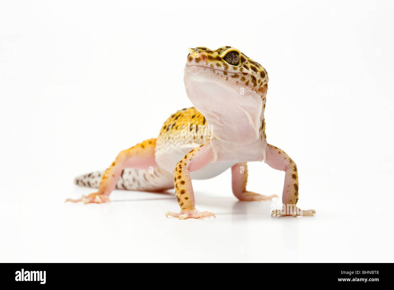 Leopard Gecko, Eublepharus macularius, on a white background Stock Photo