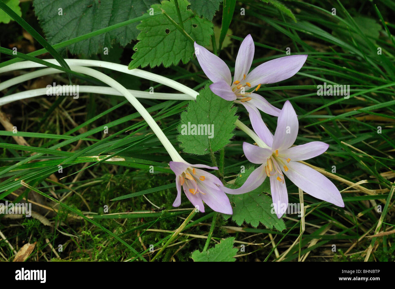Three Meadow Saffron spralling in grass Colchicum autumnale Stock