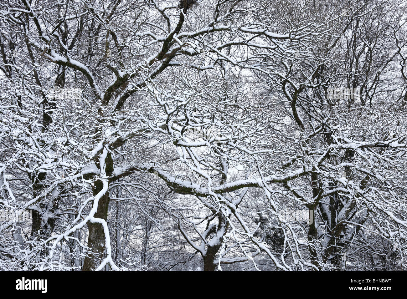 Snow covered trees. Stock Photo