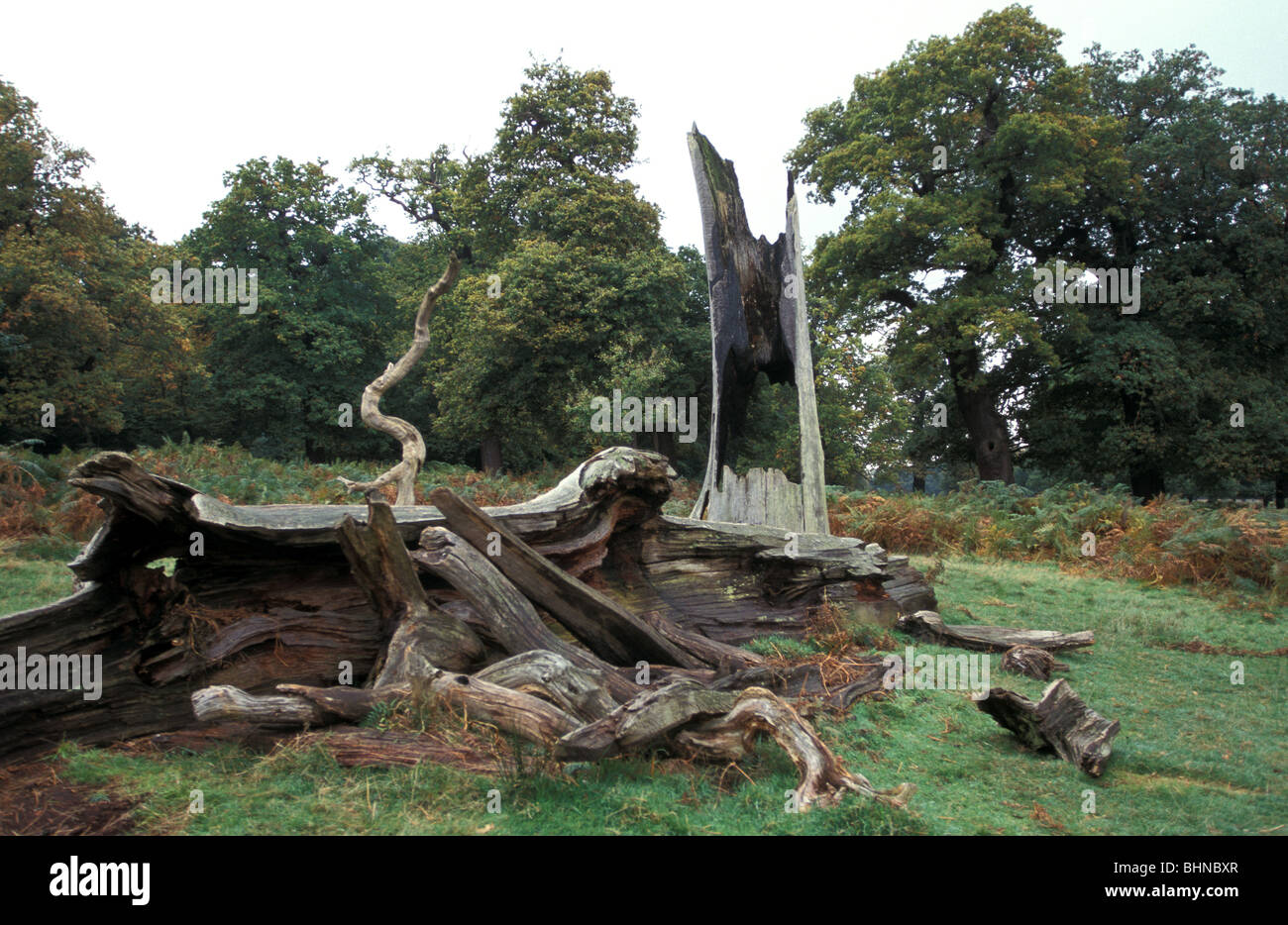 Fallen dead trees left to rot as wildlife habitats in Richmond Park