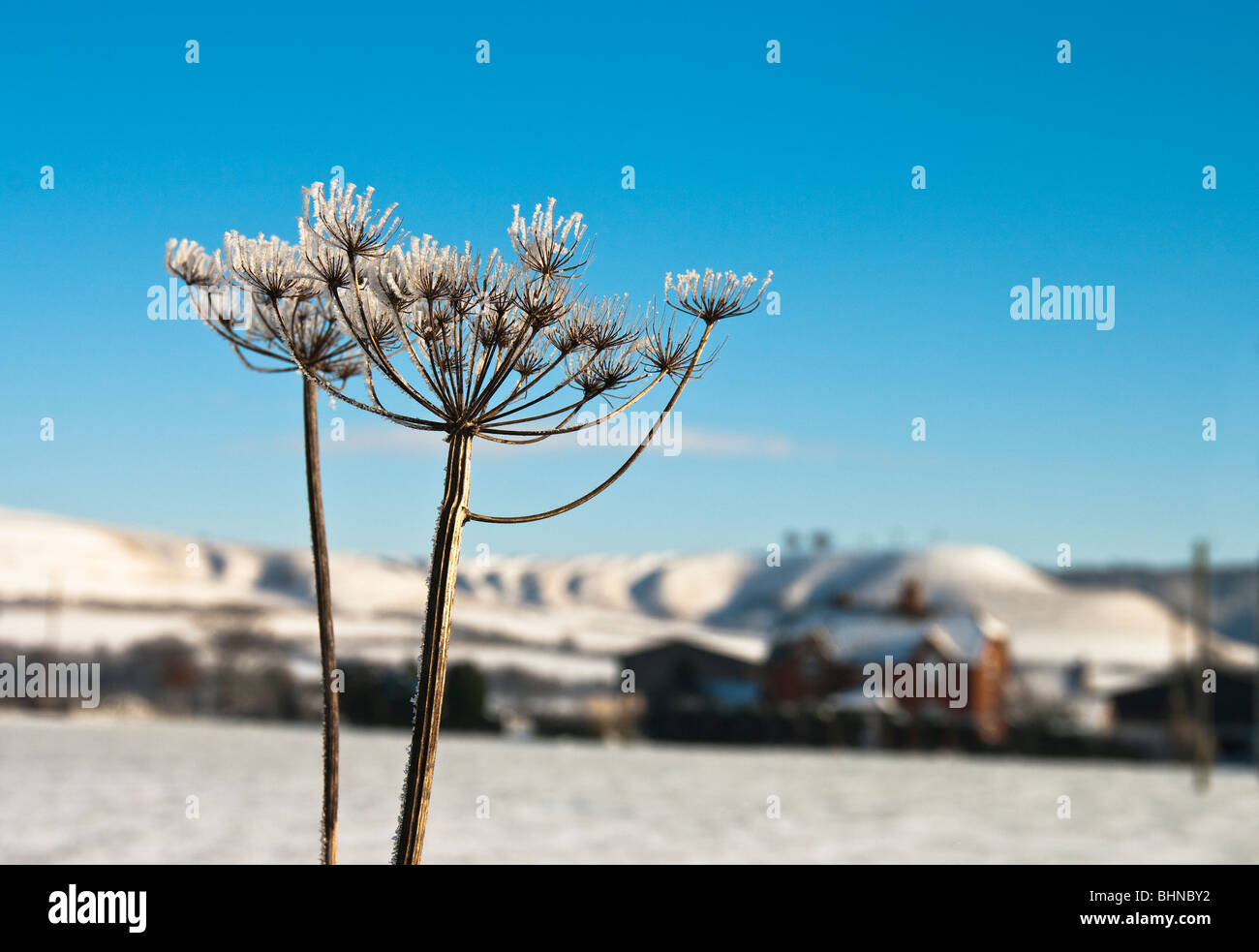 Frosted cow parsley in winter Stock Photo Alamy