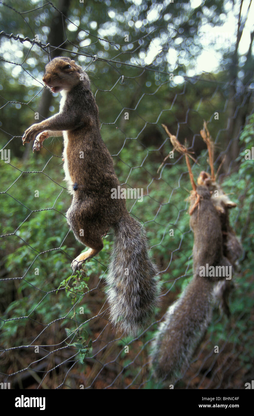 Grey Squirrels on a gamekeepers gibbet in a wood in Oxfordshire England Stock Photo