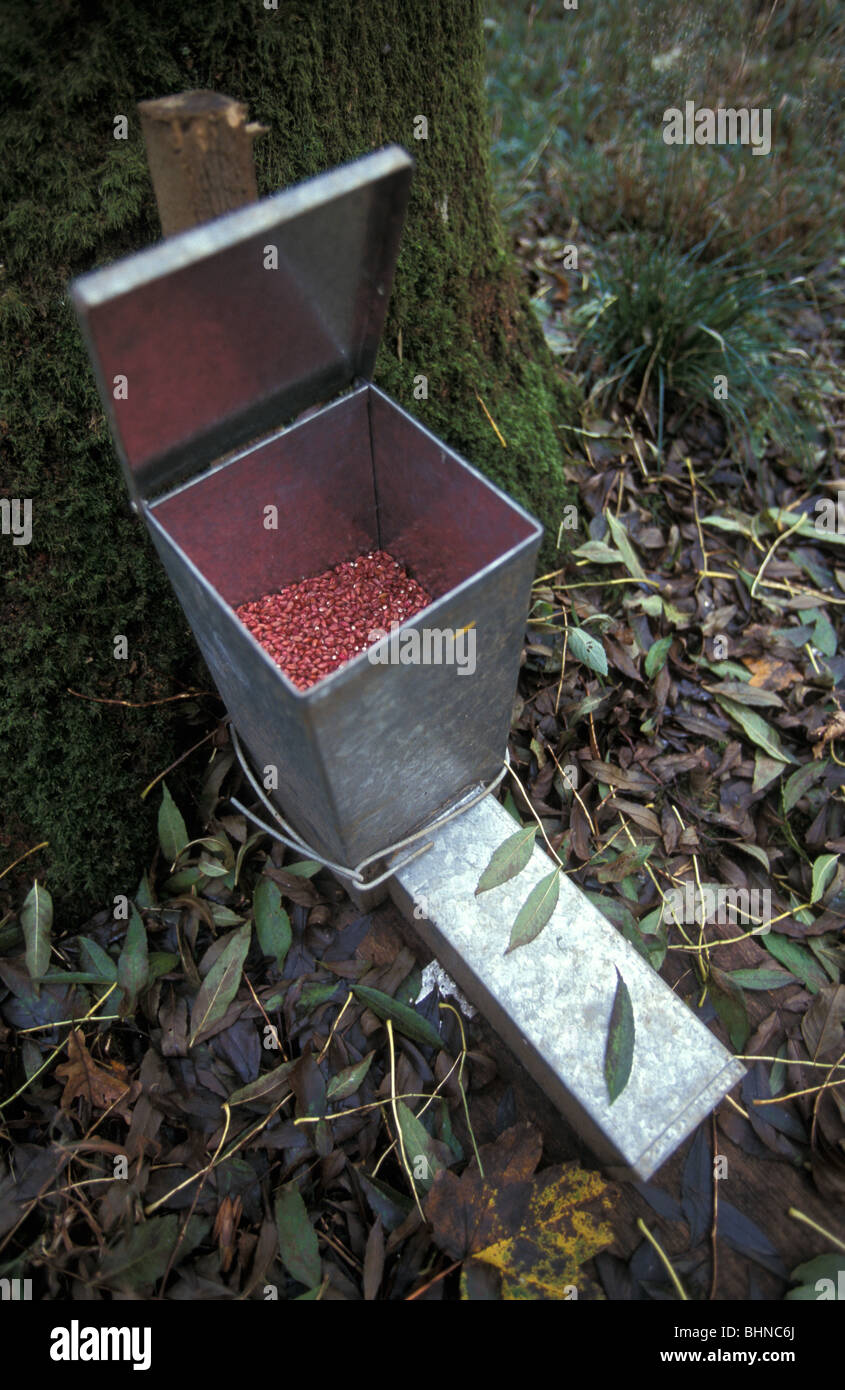 Poisoned baited trap set to catch rodents and Squirrels in a wood in Oxfordshire England Stock Photo