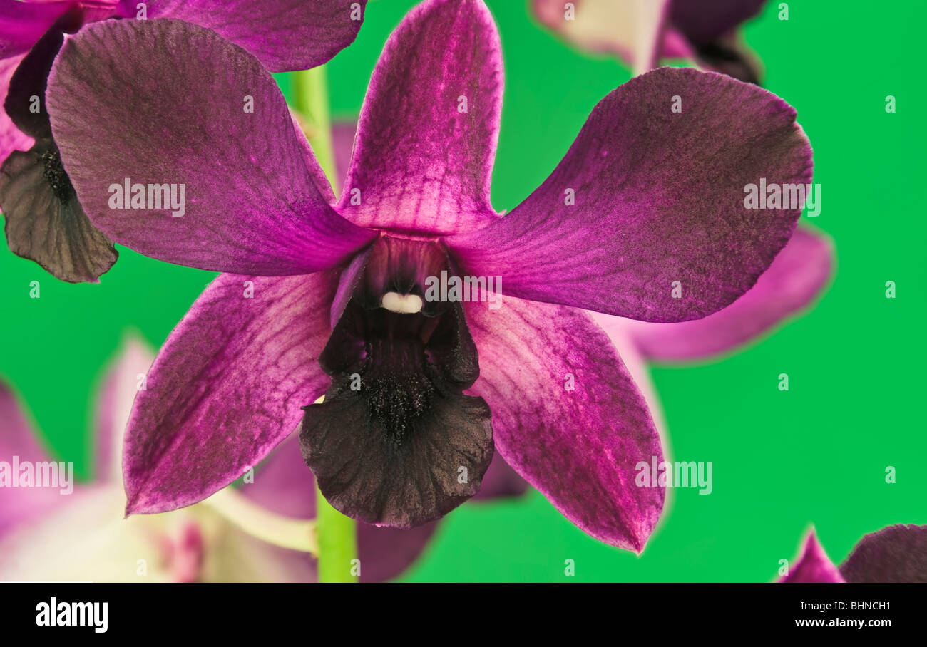 orchid Dendrobium Stock Photo