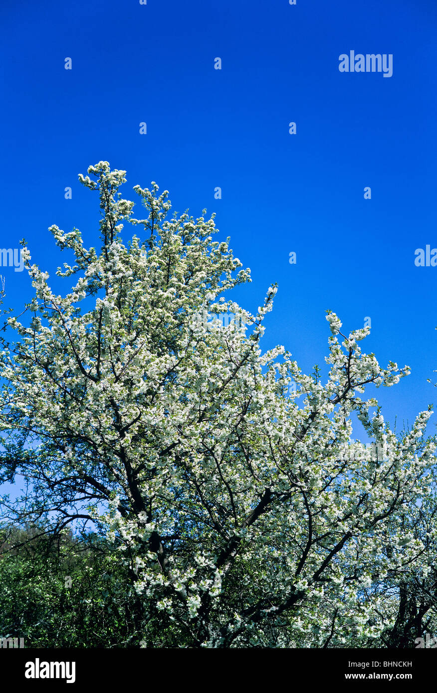 Cherry trees in bloom blue skies hi-res stock photography and images ...