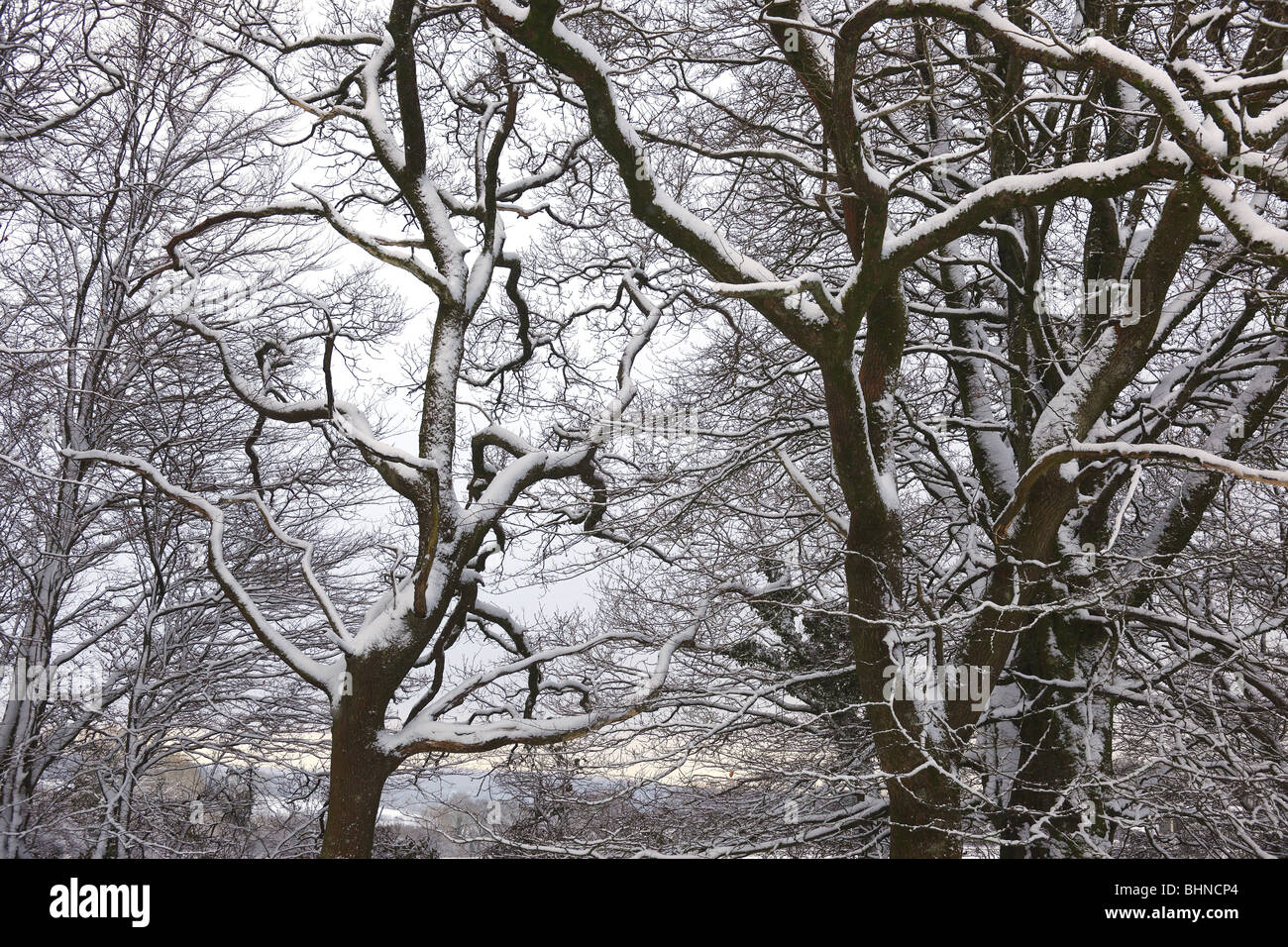 Snow covered trees. Stock Photo