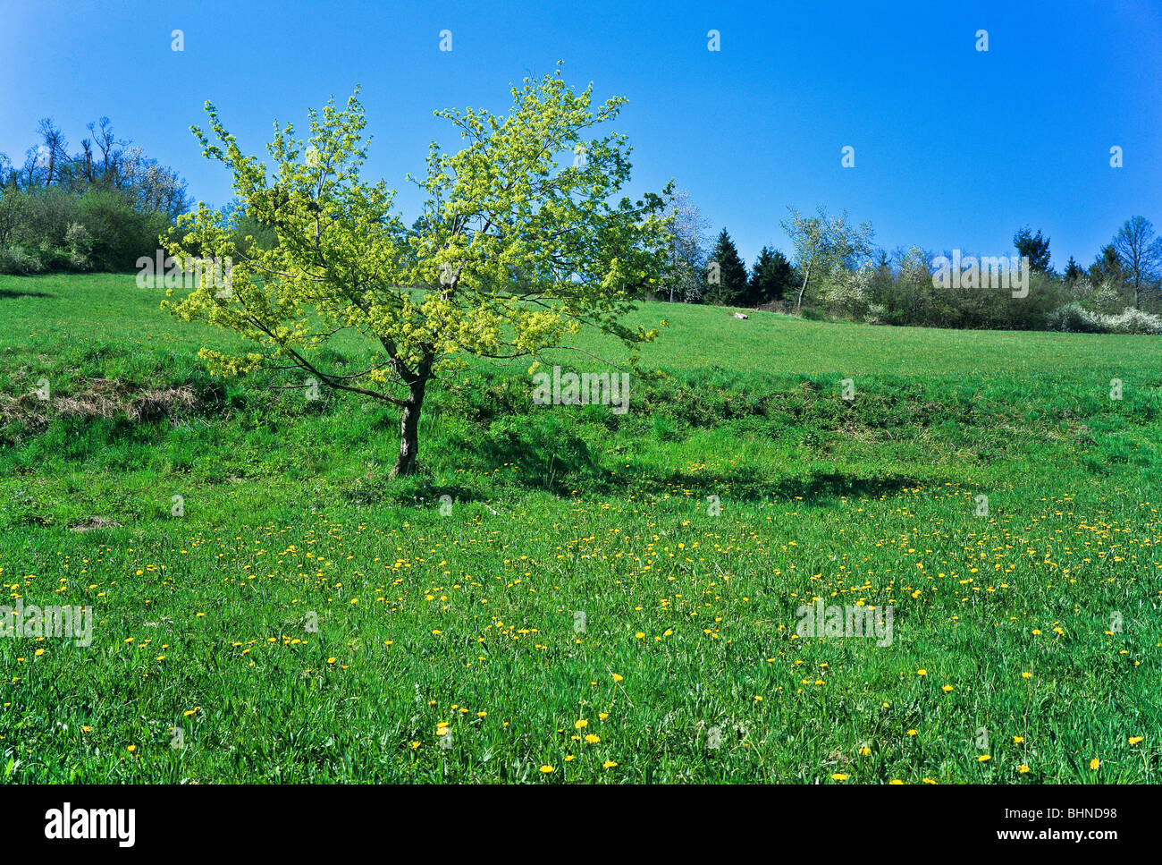 Tree blossom orchard meadow hi-res stock photography and images - Alamy