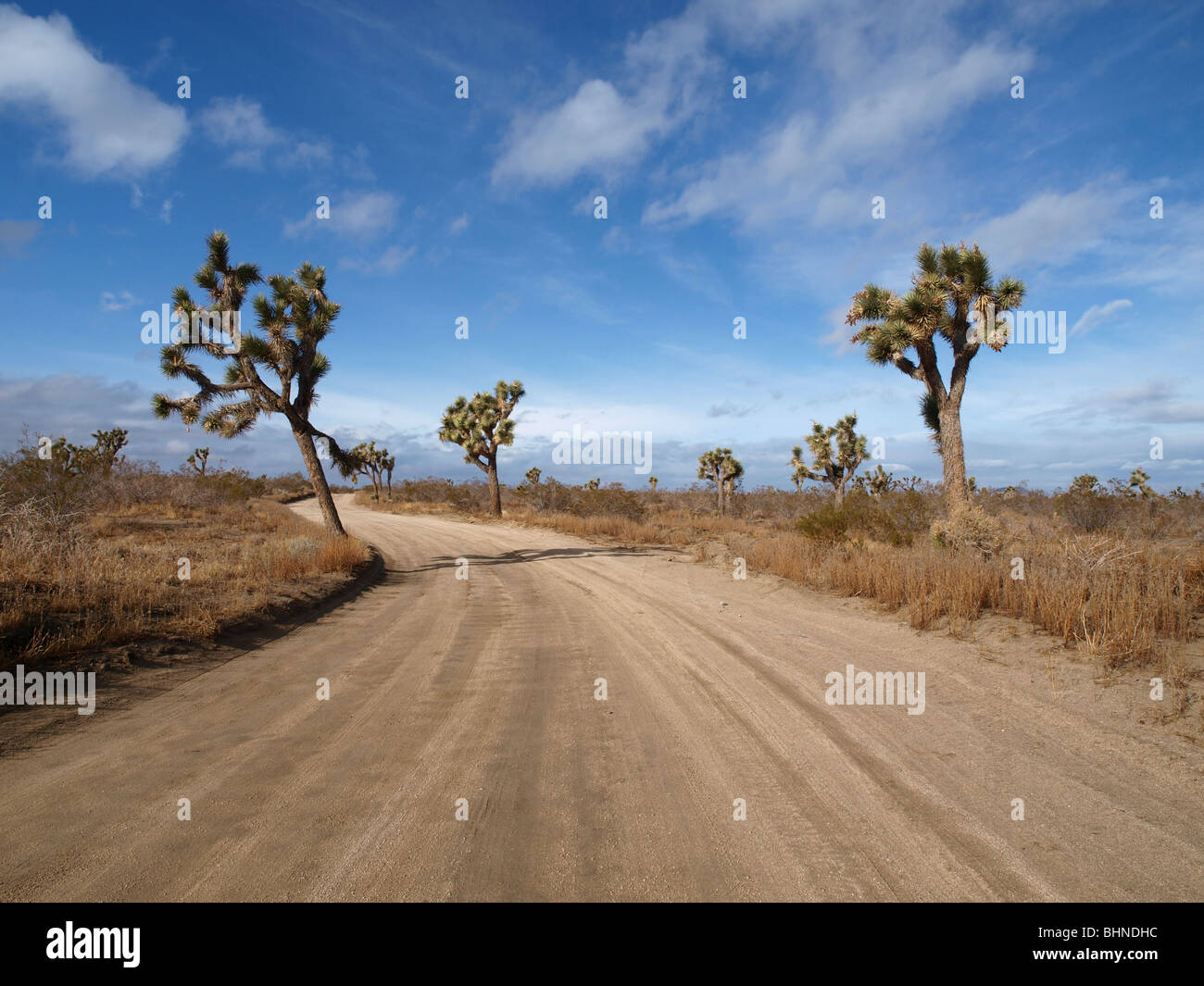 Joshua Trees frame a dirt road in California's Mojave Desert. Stock Photo