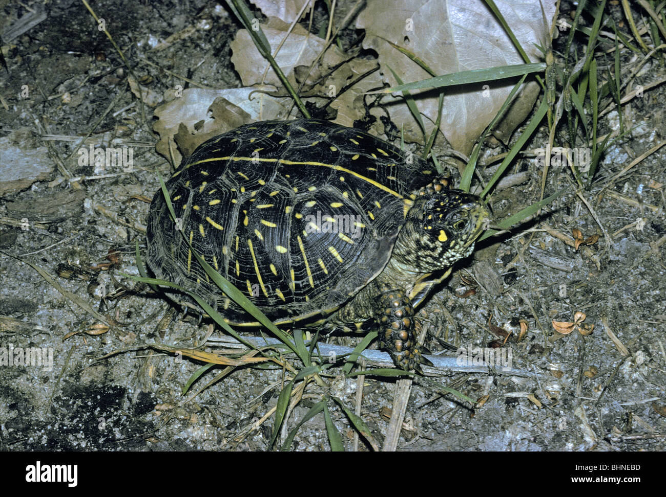 Western or Ornate Box turtle (Terrapene ornata ornate) Aurora Colorado US. Stock Photo