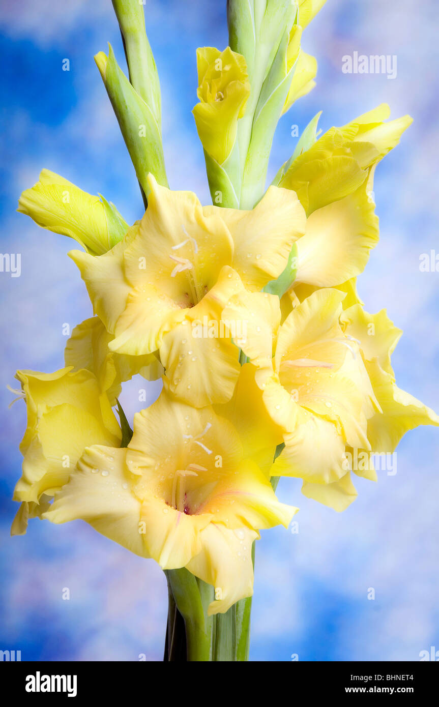Gladiolus flowers hires stock photography and images Alamy