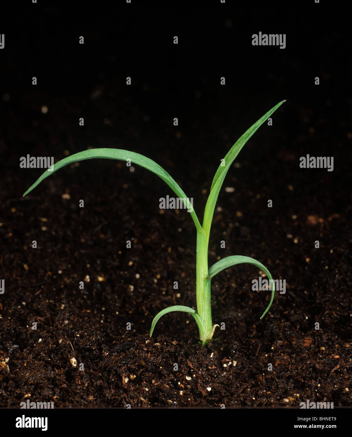 Barnyard grass (Echinochloa crus-galli) seedling Stock Photo