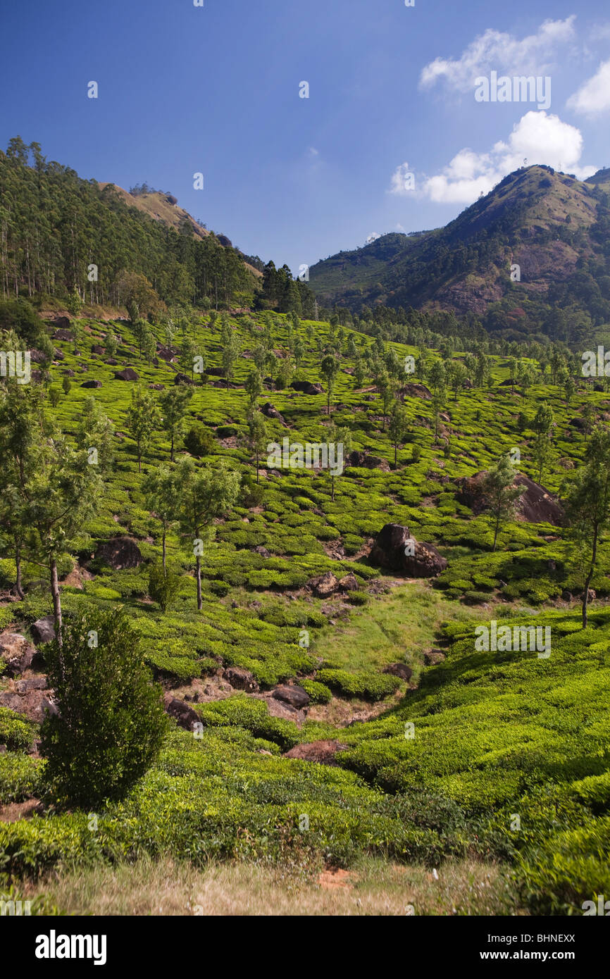 India, Kerala, Munnar, tea plantation Stock Photo Alamy
