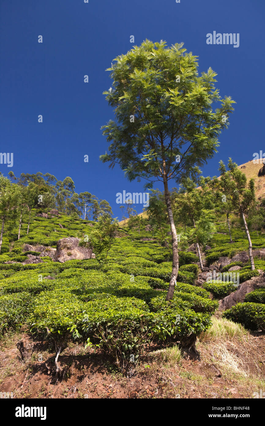India, Kerala, Munnar, tea plantation on steep slope Stock Photo