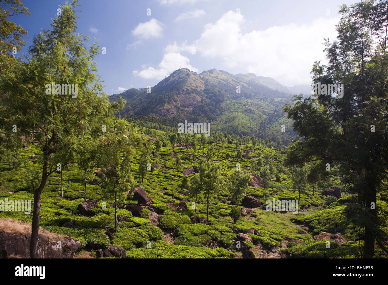 India, Kerala, Munnar, tea plantation Stock Photo Alamy
