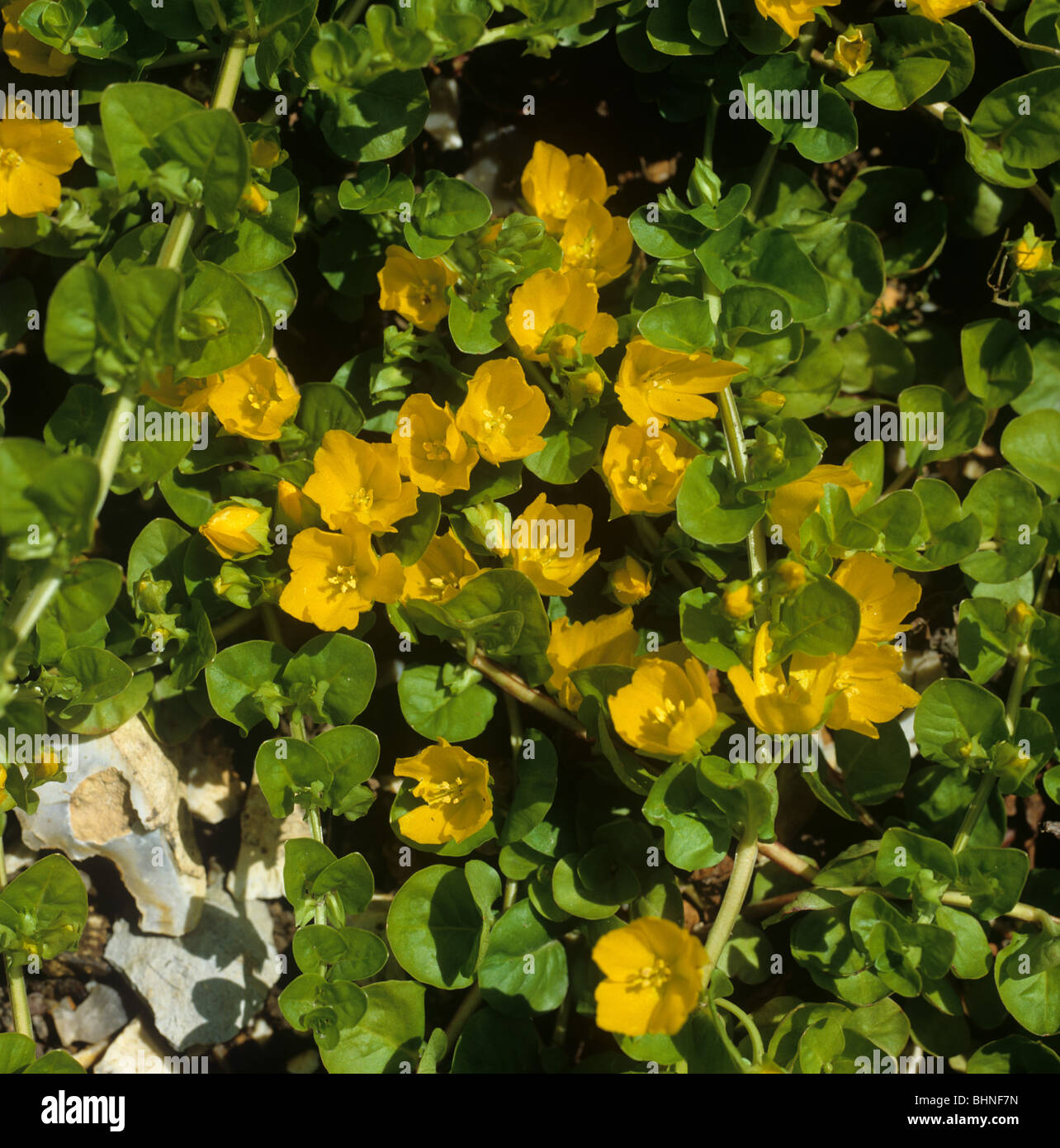 Creeping Jenny or moneywort (Lysimachia nummularia) a prostrate flowering plant Stock Photo