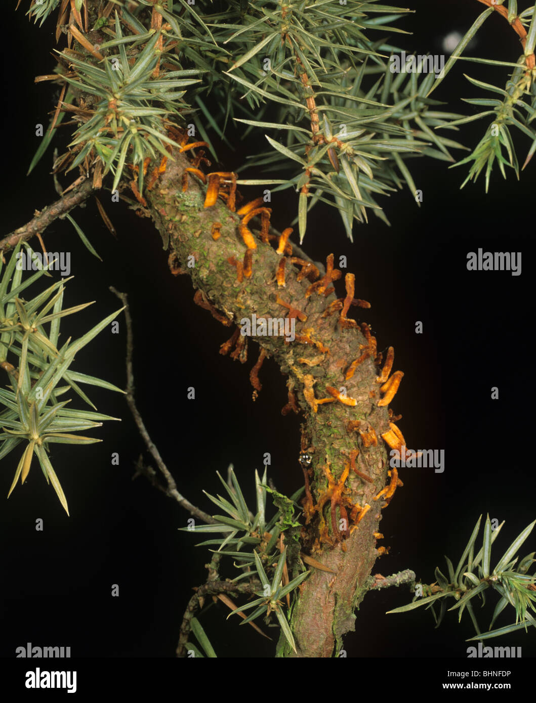 Hawthorn rust (Gymnosporangium clavariiforme) on Juniperus communis shoot Stock Photo