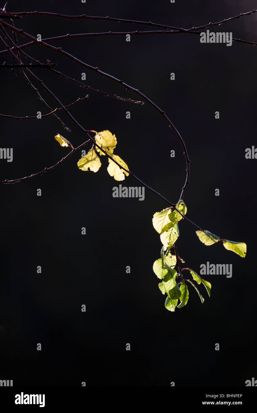 blackthorn - Prunus spinosa Stock Photo