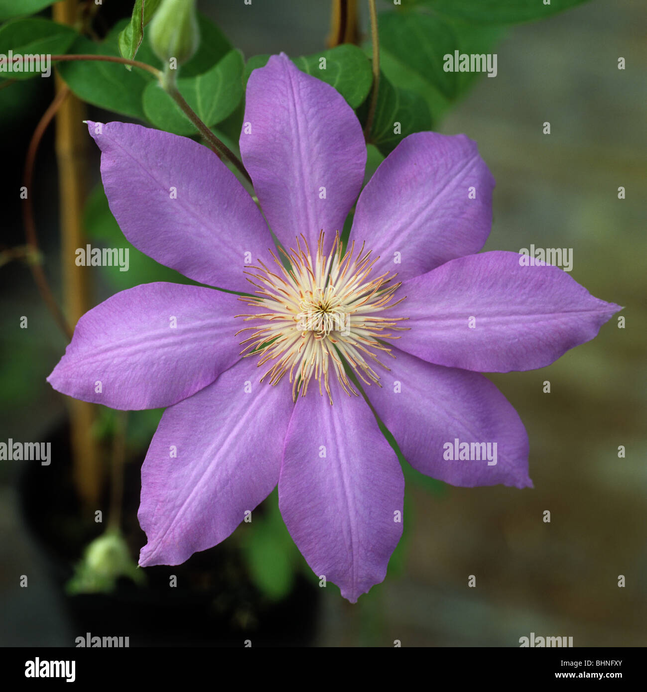 Flower of a young Clematis 'Lasurstern' climbing ornamental Stock Photo