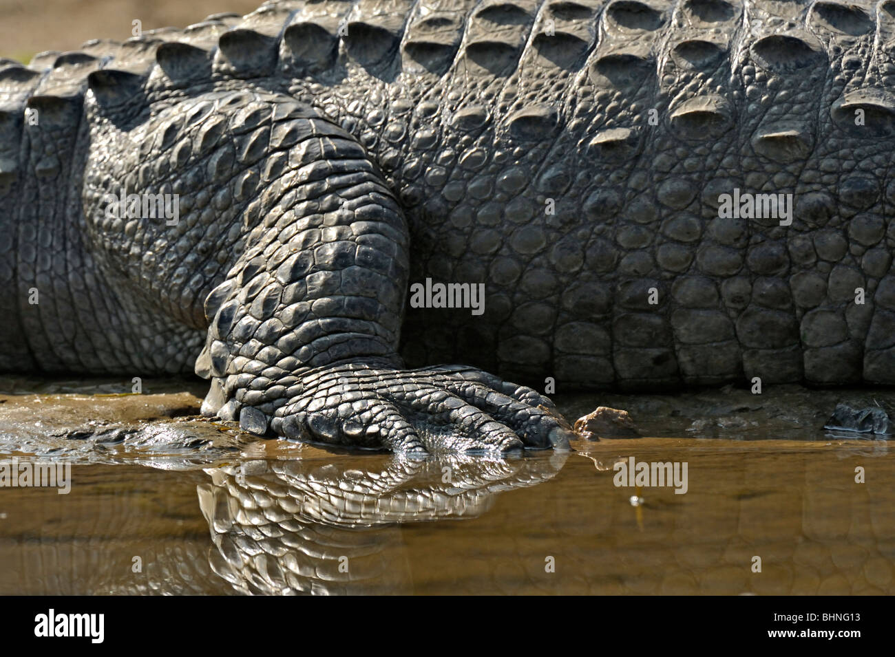 Feet of an Indian Marsh crocodile Stock Photo
