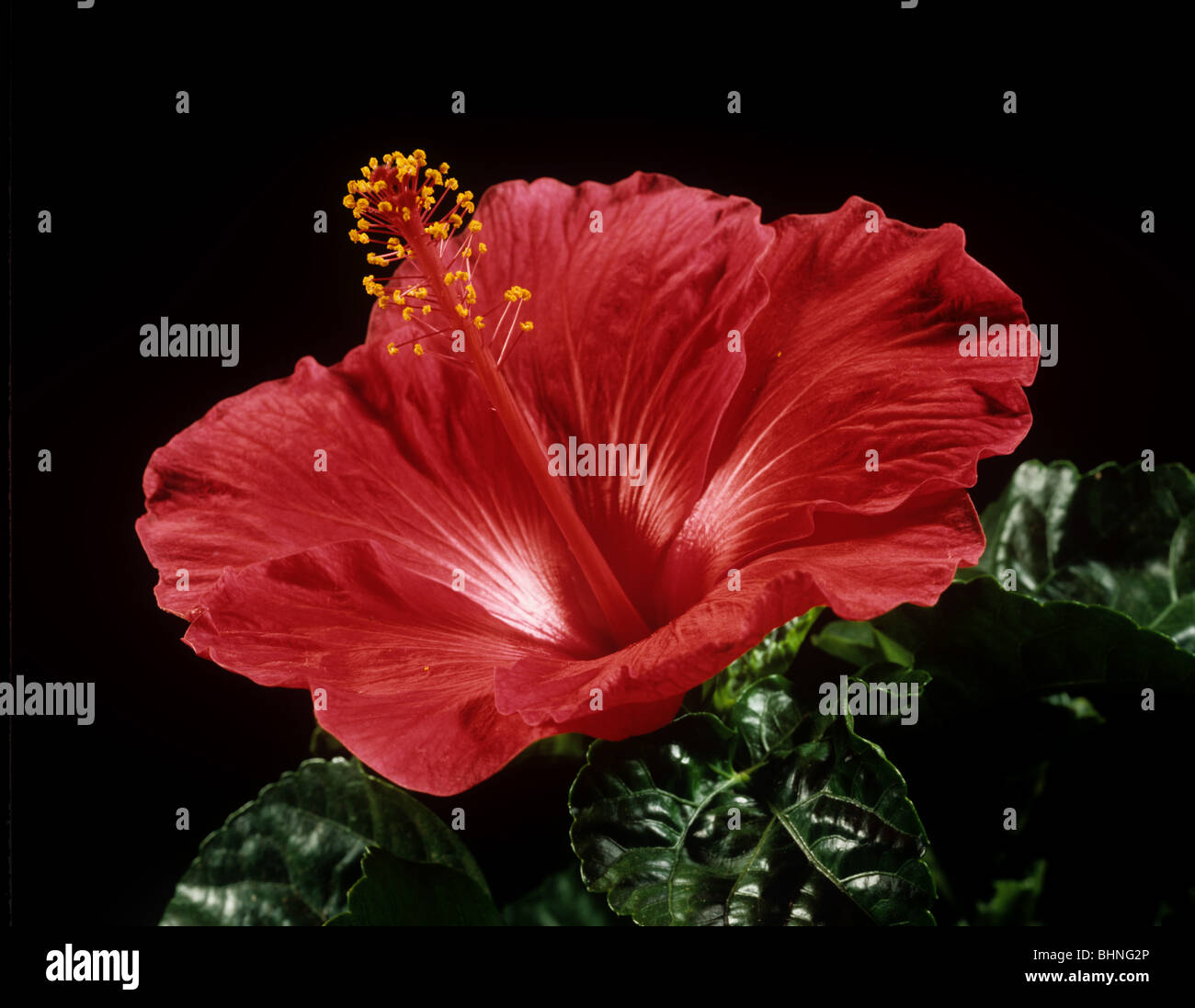 Flower and pistil of an Hibiscus rosa-sinensis plant Stock Photo