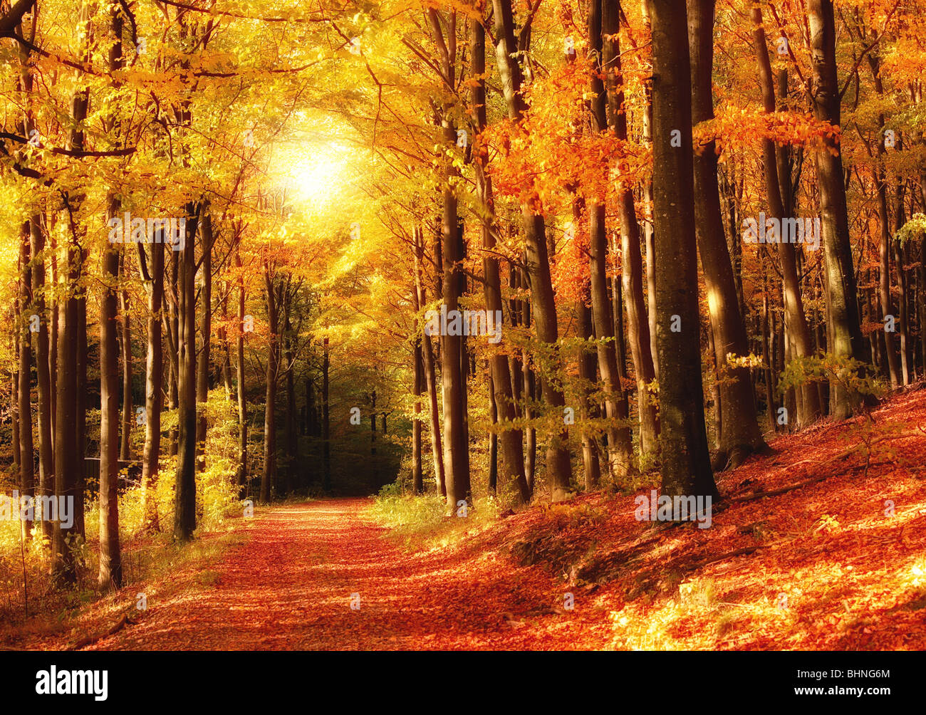 The forest in autumn - colorful Stock Photo - Alamy