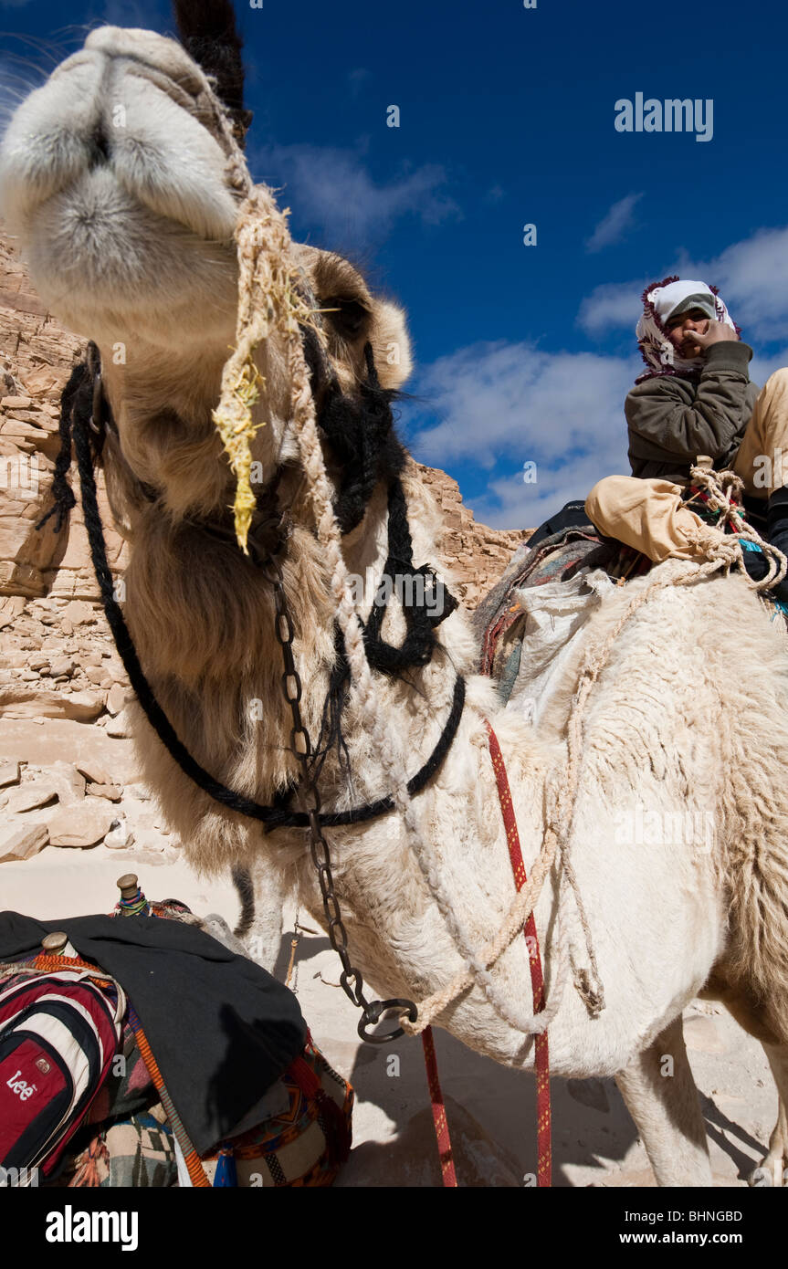 Young nomadic Bedouin boy poses to camera from a high perch atop of a camel back Stock Photo