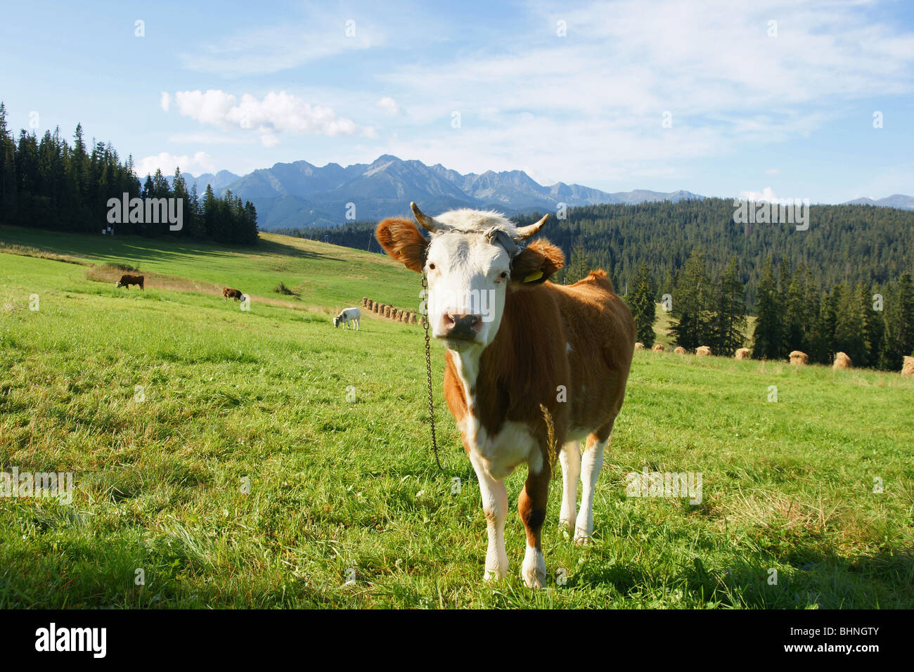 Brown white cow on a mountain pasture in Poland Stock Photo - Alamy